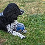Rita a rejoint le concours — aidez-le/la à gagner de superbes lots ! dog, black_and_white, soccer_ball, grass, outdoor, animal, pet, paw, playing, resting, spot, fur, side_view, nature, summer, leisure, canine, mud, toy, field