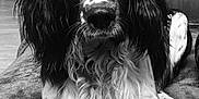 Rita participe au concours pour gagner de l'argent avec cette photo : dog, black_and_white, long_hair, lying_down, pet, indoor, blanket, fur, animal, close_up, portrait, wooden_furniture, calm, looking_at_camera, spotted_fur, whiskers, nostrils, ears, floor, domestic