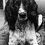 dog, black_and_white, long_hair, lying_down, pet, indoor, blanket, fur, animal, close_up, portrait, wooden_furniture, calm, looking_at_camera, spotted_fur, whiskers, nostrils, ears, floor, domestic