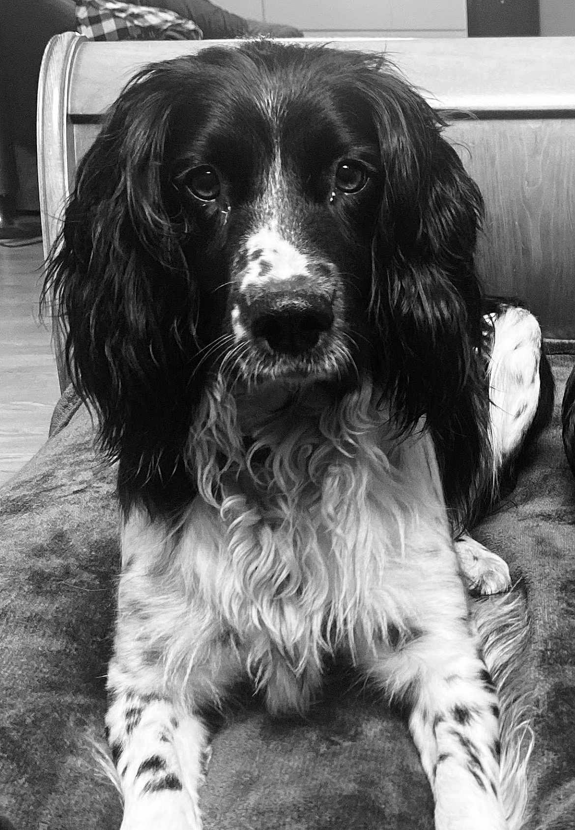 Rita participe au concours pour gagner de l'argent avec cette photo : dog, black_and_white, long_hair, lying_down, pet, indoor, blanket, fur, animal, close_up, portrait, wooden_furniture, calm, looking_at_camera, spotted_fur, whiskers, nostrils, ears, floor, domestic