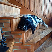 Rita participe au concours pour gagner de l'argent avec cette photo : dog, black_and_white, stairs, wood, wood_paneling, brick_wall, indoor, relaxed, resting, pet, canine, animal, sleepy, laying_down, cozy, home_interior, furniture, paw, long_ears, quiet