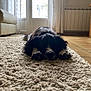 Rita a rejoint le concours — aidez-le/la à gagner de superbes lots ! dog, carpet, indoor, floor, curtains, window, natural_light, black_and_white, resting, pet, tile_floor, furniture, cozy, home, relaxing, paws, living_room, radiator, door, shadow