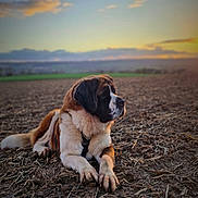 Stia a rejoint le concours — aidez-le/la à gagner de superbes lots ! animal, brown, calm, canine, clouds, dog, field, fur, landscape, lying_down, nature, outdoor, peaceful, pet, portrait, rural, sky, st_bernard, sunset, white