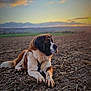 animal, brown, calm, canine, clouds, dog, field, fur, landscape, lying_down, nature, outdoor, peaceful, pet, portrait, rural, sky, st_bernard, sunset, white