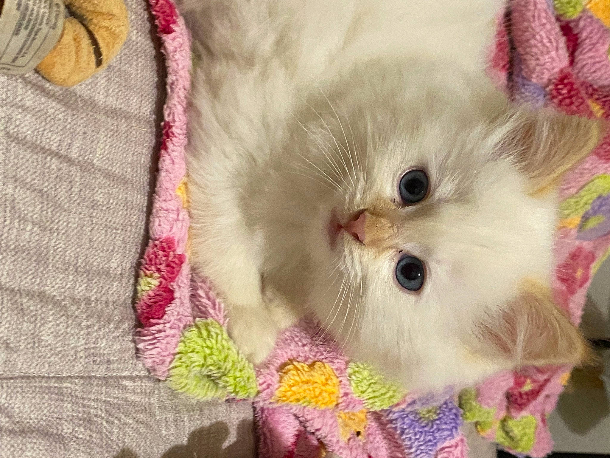 Saphir a rejoint le concours — aidez-le/la à gagner de superbes lots ! bag, carnivore, cat, creative_arts, fawn, felidae, fur, linens, magenta, pattern, small_to_medium_sized_cats, thread, whiskers, wool, woolen, woven_fabric