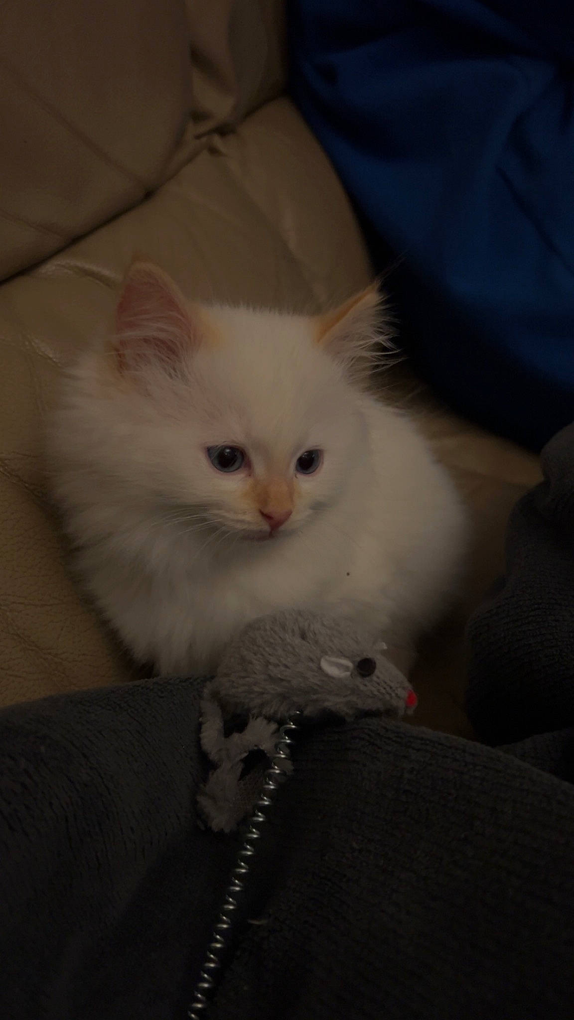 Saphir participe au concours pour gagner de l'argent avec cette photo : carnivore, cat, claw, comfort, domestic_short_haired_cat, eye, fawn, felidae, fur, gesture, head, paw, small_to_medium_sized_cats, snout, tail, whiskers