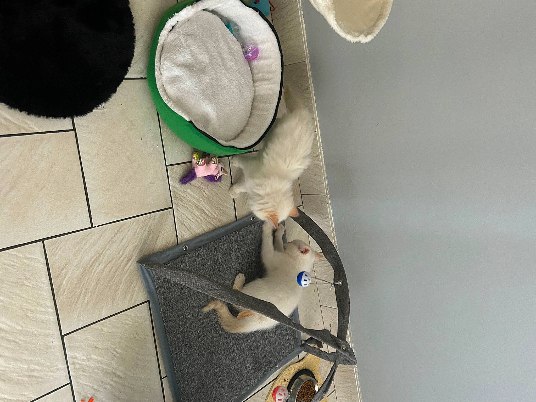 Saphir participe au concours pour gagner de l'argent avec cette photo : bag, baggage, brush, cap, circle, drum, eyewear, fashion_accessory, feather, flooring, fur, hat, household_supply, leg, linens, magenta, personal_protective_equipment, strap, sun_hat, sunglasses