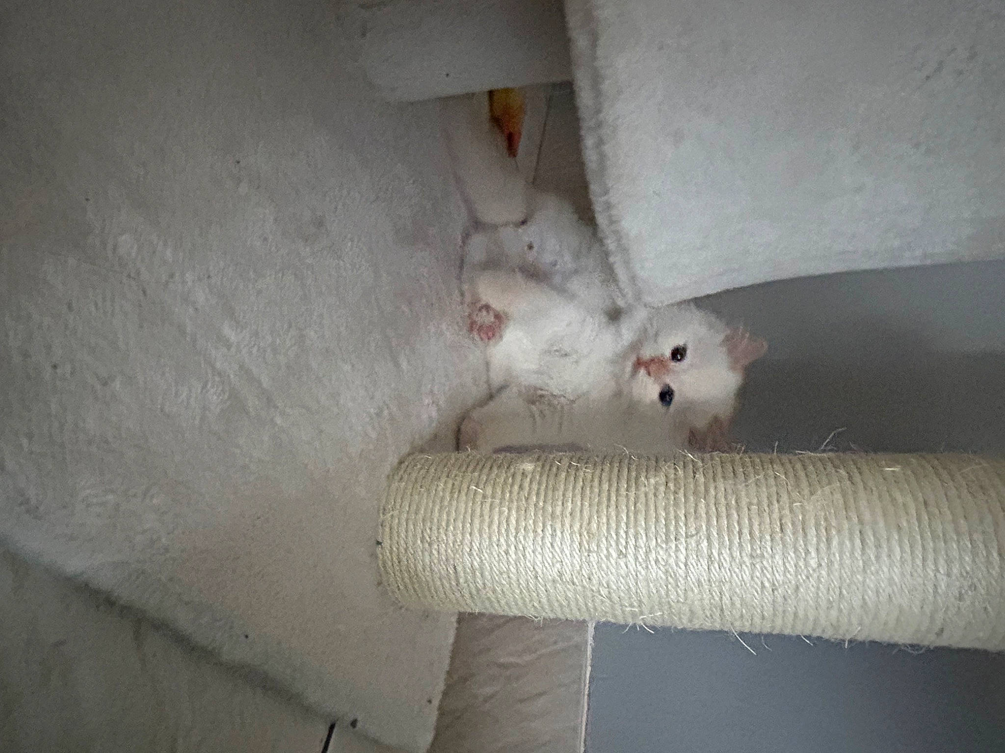 Saphir participe au concours pour gagner de l'argent avec cette photo : carnivore, claw, comfort, domestic_short_haired_cat, fawn, felidae, foot, fur, grey, hardwood, paw, pest, small_to_medium_sized_cats, snout, tail, terrestrial_animal, twig, whiskers, wood