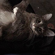 Tinsley is registered to the contest to win money with this photo: cat, gray_cat, white_fur, fluffy, whiskers, lying_down, wide_eyes, indoor, cozy, pet, animal, fur, cute, relaxed, looking_at_camera, domestic_cat, mammal, closeup, portrait, sleepy