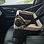 Tater Tot joined the competition — help win amazing prizes! pug, dog, pet_car_seat, car_interior, passenger_seat, seatbelt, sleeping, leather_seat, window, road, vehicle, suburban, daytime, resting, cozy, safety_harness, black, tan, cute, animal