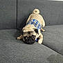 Tater Tot is registered to the contest to win money with this photo: dog, pug, pet, canine, animal, indoor, couch, furniture, harness, blue, grey, cute, laying_down, looking_up, small_dog, domestic_animal, face, ears, tail, fur