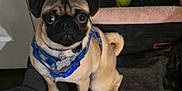 Tater Tot is registered to the contest to win money with this photo: dog, pug, pet, animal, blue_harness, blanket, crate, toy, tennis_ball, indoor, floor, fur, small_dog, sitting, looking_up, ears, tail, collar, cute, companion
