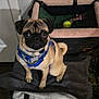 dog, pug, pet, animal, blue_harness, blanket, crate, toy, tennis_ball, indoor, floor, fur, small_dog, sitting, looking_up, ears, tail, collar, cute, companion