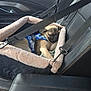 pug, puppy, dog, sleeping, car_seat, harness, car_interior, seatbelt, seat, hammock, pet_safety, leather, black, tan, window, daylight, resting, cute, animal, cozy