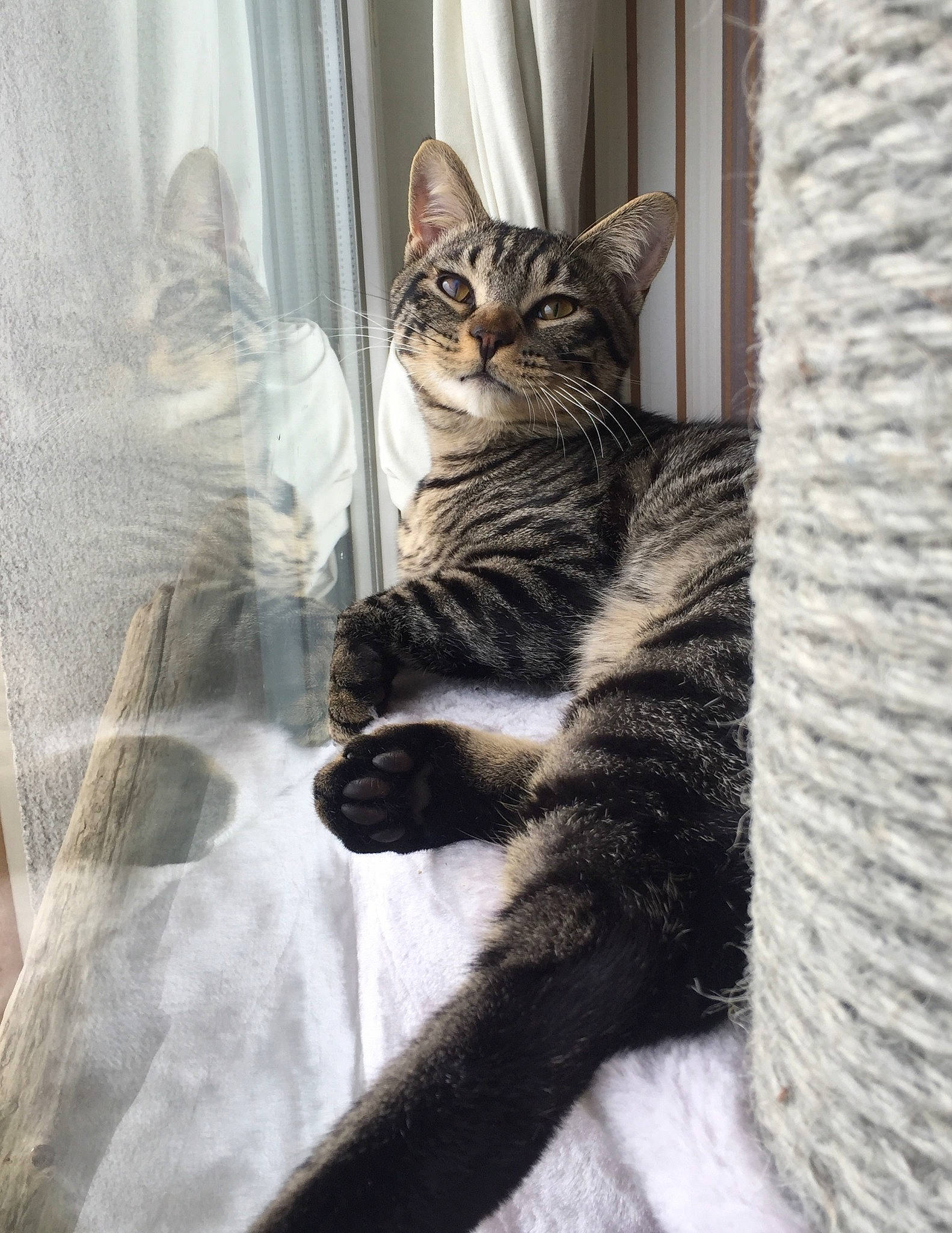 Wookie participe au concours pour gagner de l'argent avec cette photo : american_shorthair, american_wirehair, asian, carnivore, cat, domestic_short_haired_cat, dragon_li, egyptian_mau, european_shorthair, eye, felidae, fur, kitten, mammal, paw, small_to_medium_sized_cats, tabby_cat, tail, whiskers, window