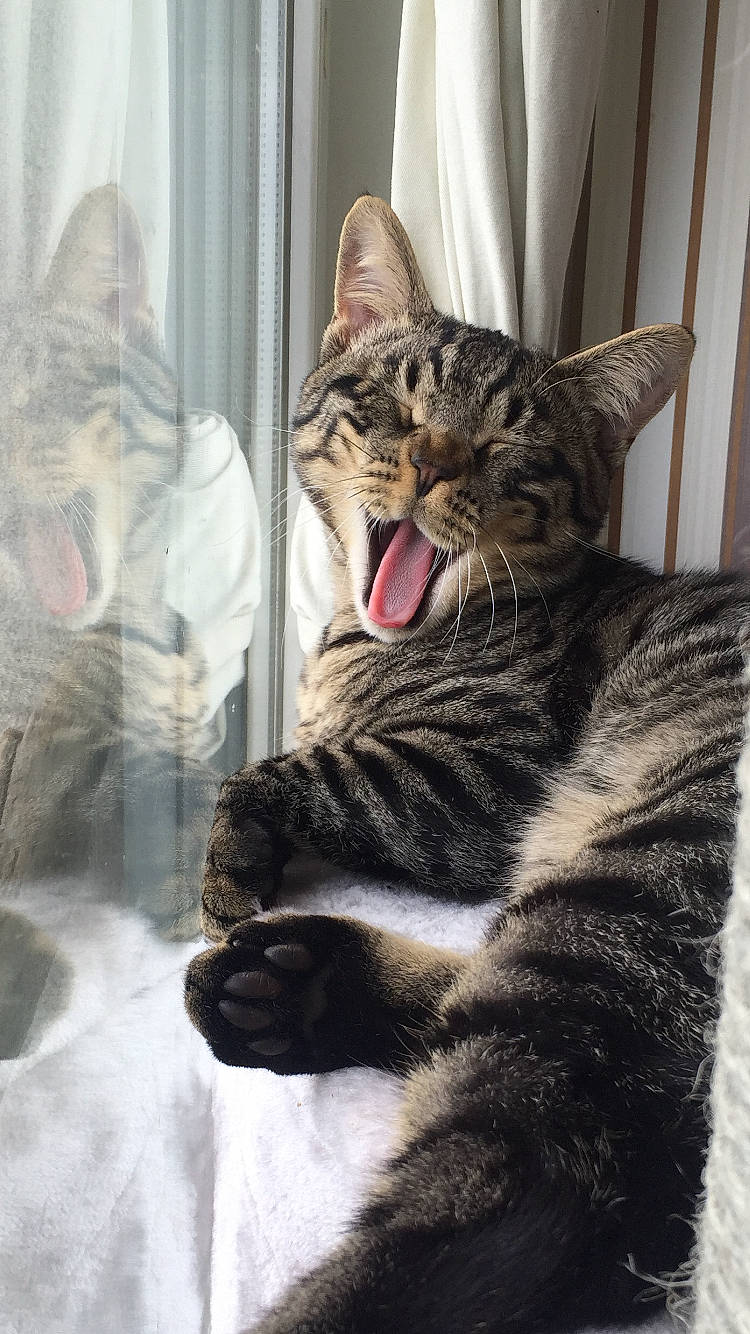 Wookie participe au concours pour gagner de l'argent avec cette photo : american_shorthair, asian, california_spangled, carnivore, cat, domestic_short_haired_cat, dragon_li, egyptian_mau, european_shorthair, facial_expression, felidae, fur, kitten, mammal, nose, small_to_medium_sized_cats, snout, tabby_cat, whiskers, yawn