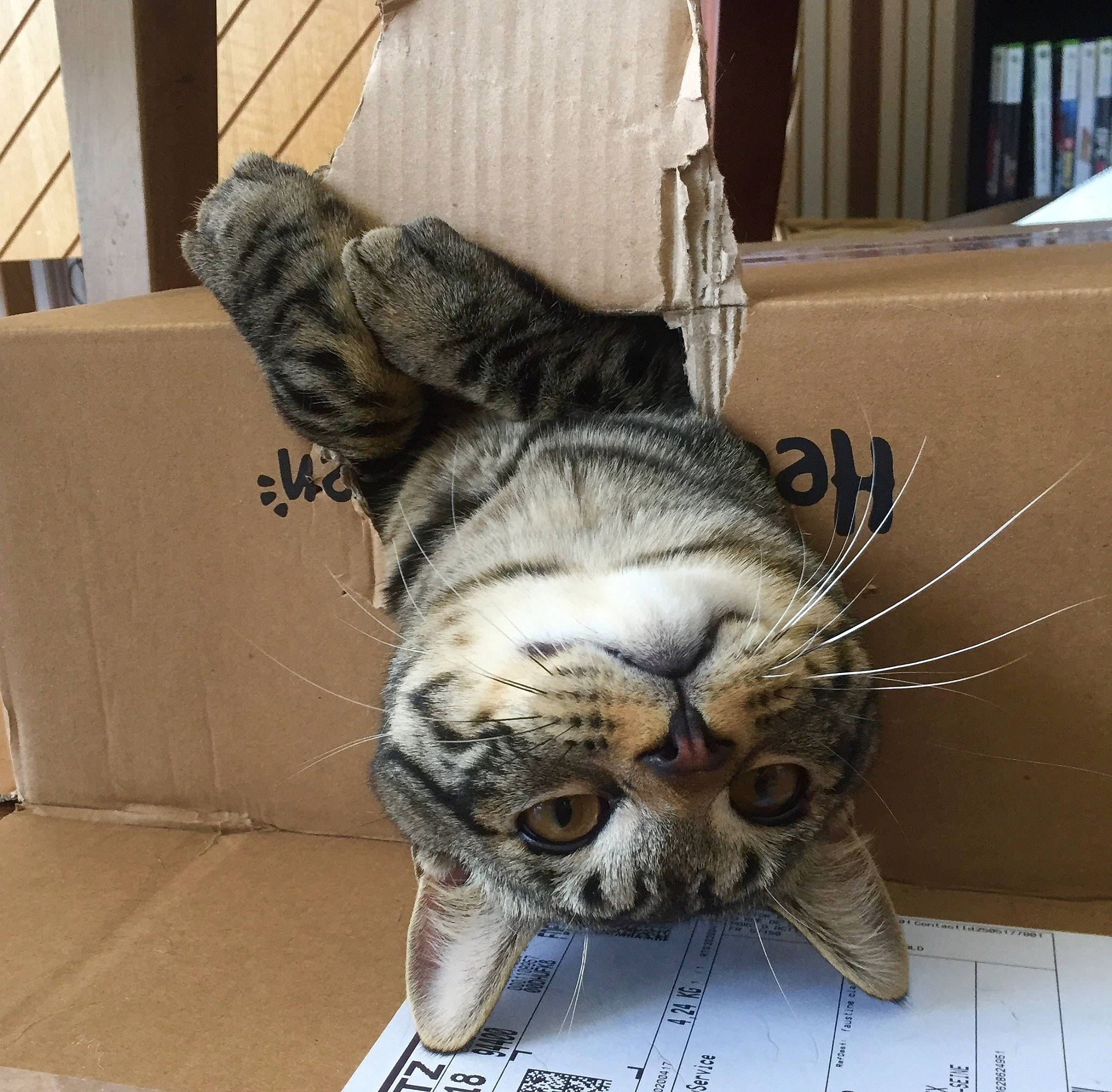 Wookie participe au concours pour gagner de l'argent avec cette photo : american_shorthair, asian, california_spangled, carnivore, cat, claw, domestic_short_haired_cat, dragon_li, egyptian_mau, european_shorthair, felidae, fur, mammal, pixie_bob, small_to_medium_sized_cats, snout, sokoke, tabby_cat, toyger, whiskers