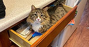 Boots is registered to the contest to win money with this photo: appliance, cabinet, cat, coffee_maker, countertop, curious, domestic_animal, drawer, floor, fur, indoor, kitchen, pet, relaxed, spatula, tabby, tail, utensils, whiskers, wooden_floor