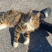 Boots joined the competition — help win amazing prizes! cat, tabby_cat, outdoor, sunlight, gravel, relaxed, fluffy, pet, animal, legs, footwear, nike, slip_on_shoes, black_pants, shadow, daytime, casual, resting, cute, whiskers