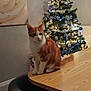 cat, orange_cat, white_cat, table, wooden_table, christmas_tree, christmas_lights, christmas_ornaments, decorations, indoor, chair, gray_chair, painting, rose_painting, floor_tiles, holiday, festive, warm_lighting, cozy, pet