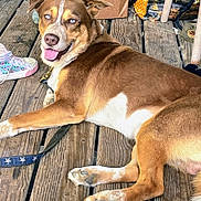 Blue is registered to the contest to win money with this photo: dog, brown_dog, white_markings, blue_eyes, open_mouth, tongue_out, happy, lying_down, relaxed, pet, canine, collar, leash, wooden_deck, outdoor, sneaker, paw, fur, portrait, playful