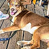 dog, brown_dog, white_markings, blue_eyes, open_mouth, tongue_out, happy, lying_down, relaxed, pet, canine, collar, leash, wooden_deck, outdoor, sneaker, paw, fur, portrait, playful
