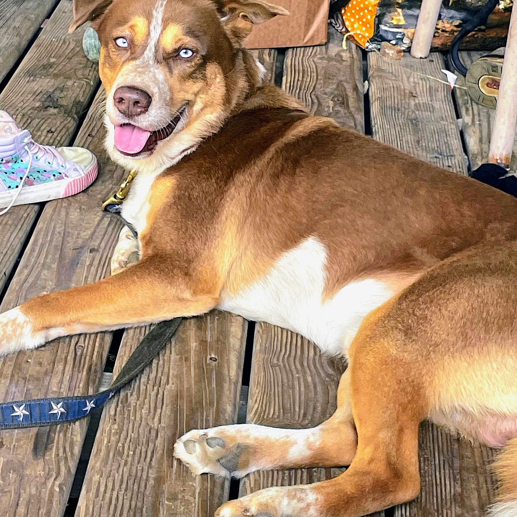 Blue is registered to the contest to win money with this photo: dog, brown_dog, white_markings, blue_eyes, open_mouth, tongue_out, happy, lying_down, relaxed, pet, canine, collar, leash, wooden_deck, outdoor, sneaker, paw, fur, portrait, playful
