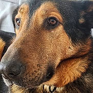 Lynk participe au concours pour gagner de l'argent avec cette photo : animal, black_fur, brown_fur, calm, canine, close_up, collar, dog, domestic_animal, ears, face, friendly, fur, indoor, looking_away, nose, pet, portrait, tag, whiskers