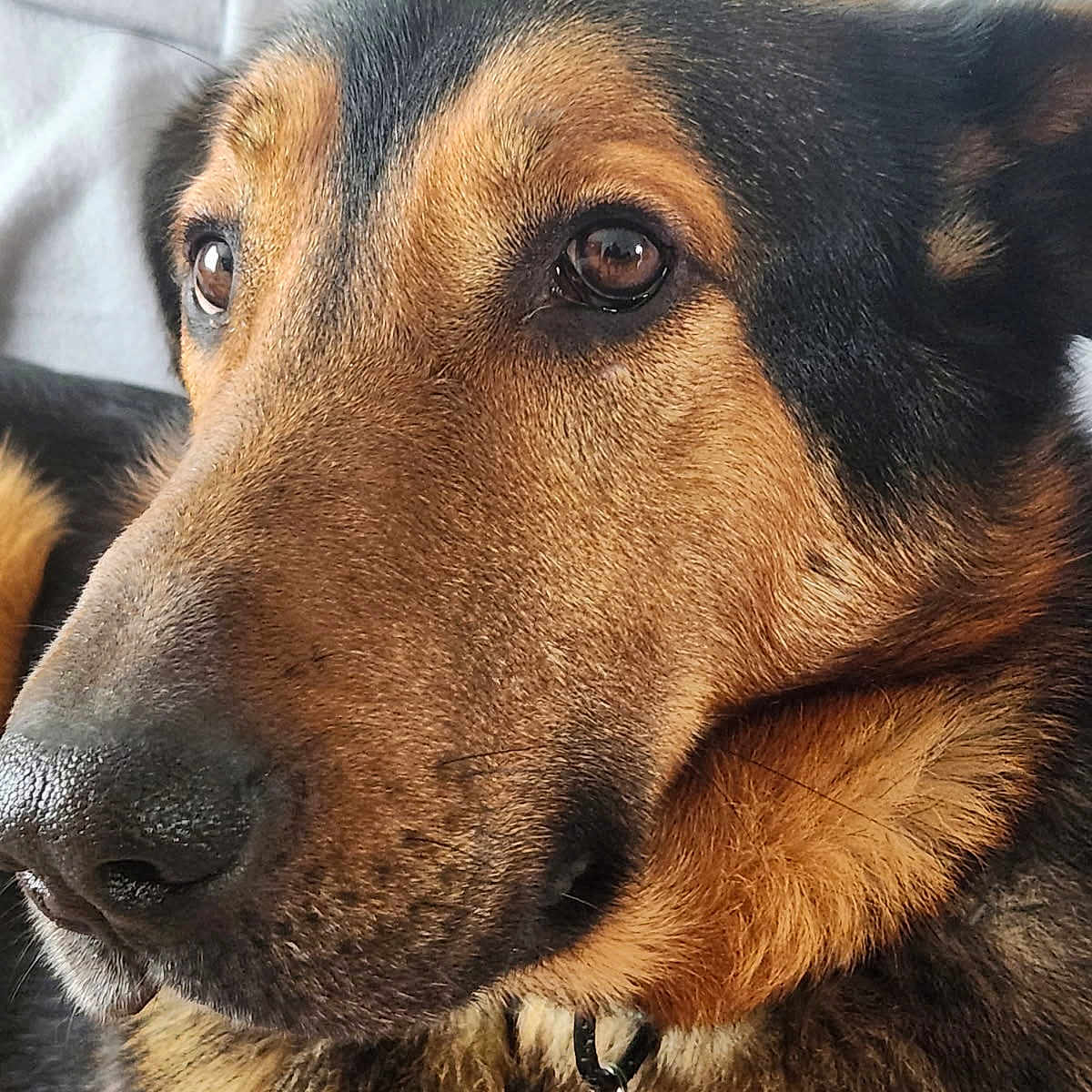 Lynk participe au concours pour gagner de l'argent avec cette photo : animal, black_fur, brown_fur, calm, canine, close_up, collar, dog, domestic_animal, ears, face, friendly, fur, indoor, looking_away, nose, pet, portrait, tag, whiskers