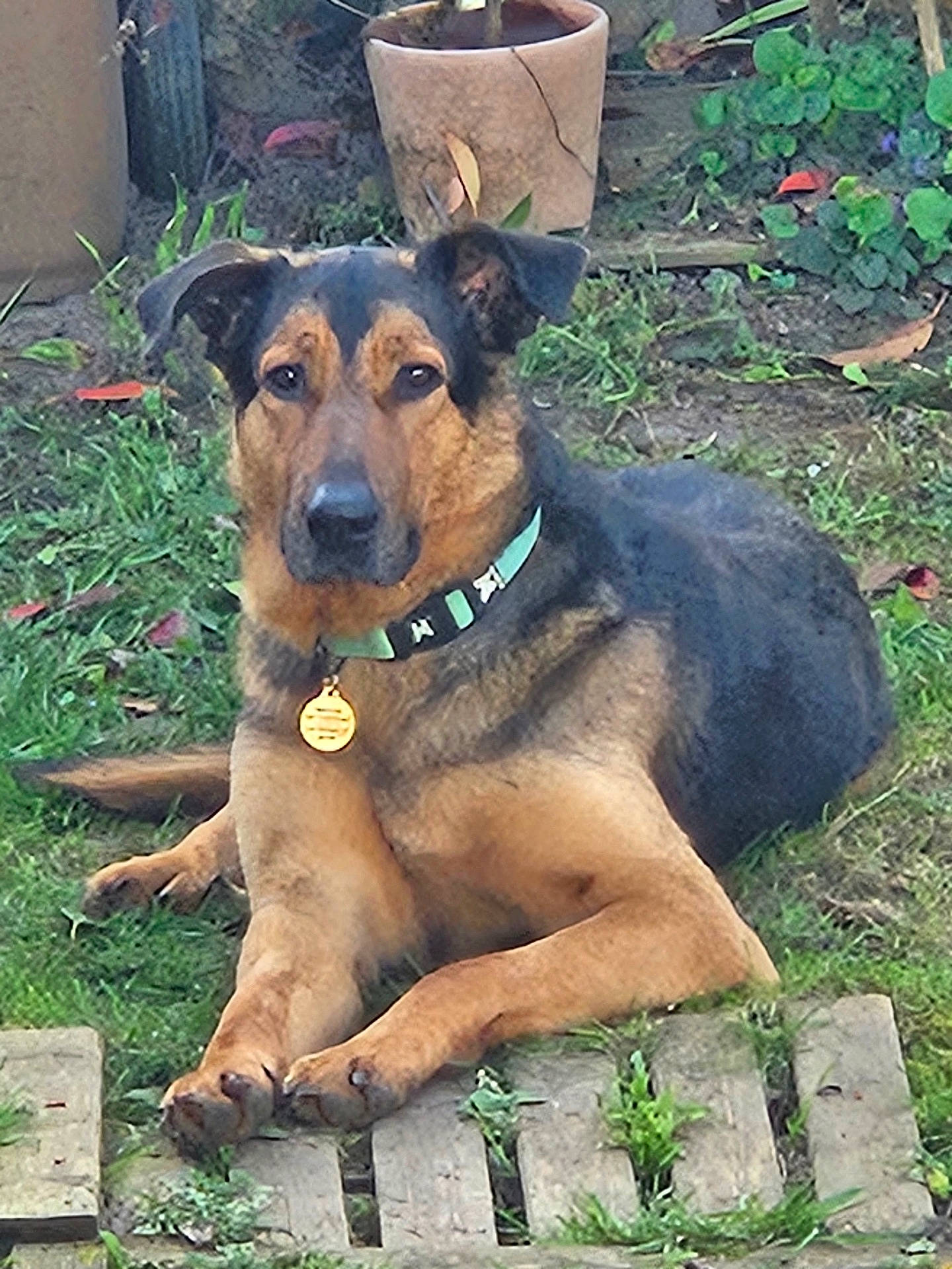 Lynk a rejoint le concours — aidez-le/la à gagner de superbes lots ! animal, black, brown, canine, collar, dog, ears, eyes, flower_pot, fur, garden, grass, lying_down, nature, outdoor, pet, plant, relaxed, snout, wooden_planks