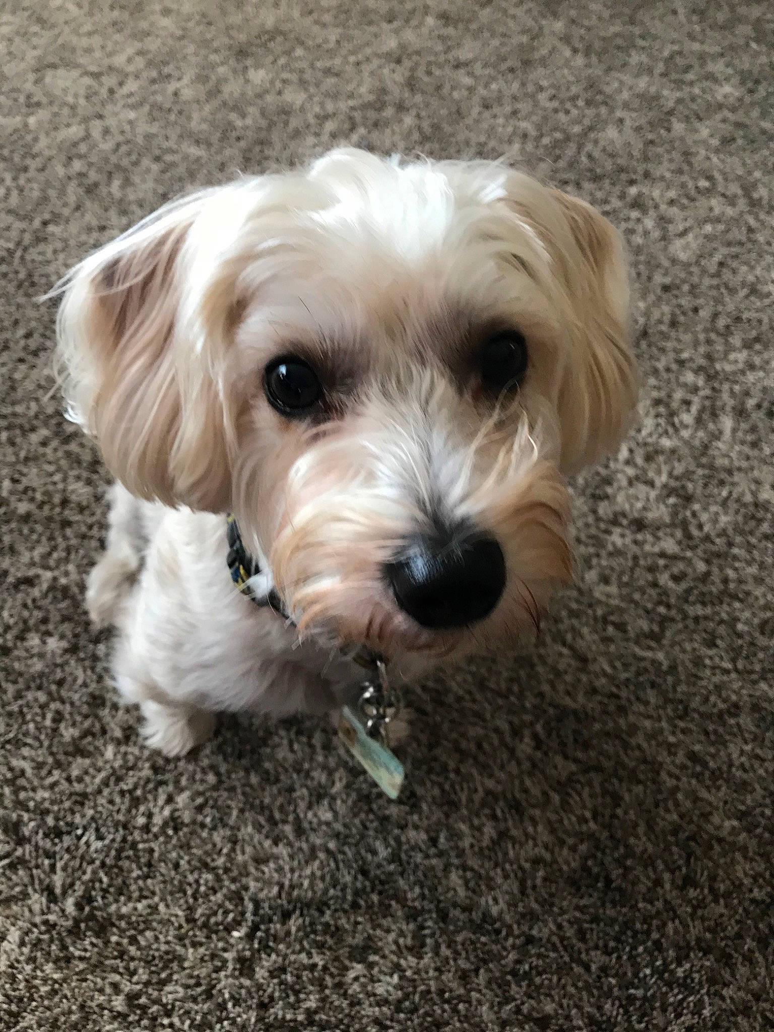 Brady joined the competition — help win amazing prizes! canidae, carnivore, cockapoo, companion_dog, dog, dog_breed, havanese, maltepoo, maltese, mammal, morkie, poodle_crossbreed, puppy, rare_breed_dog, schnoodle, snout, sporting_lucas_terrier, terrier, vertebrate, west_highland_white_terrier
