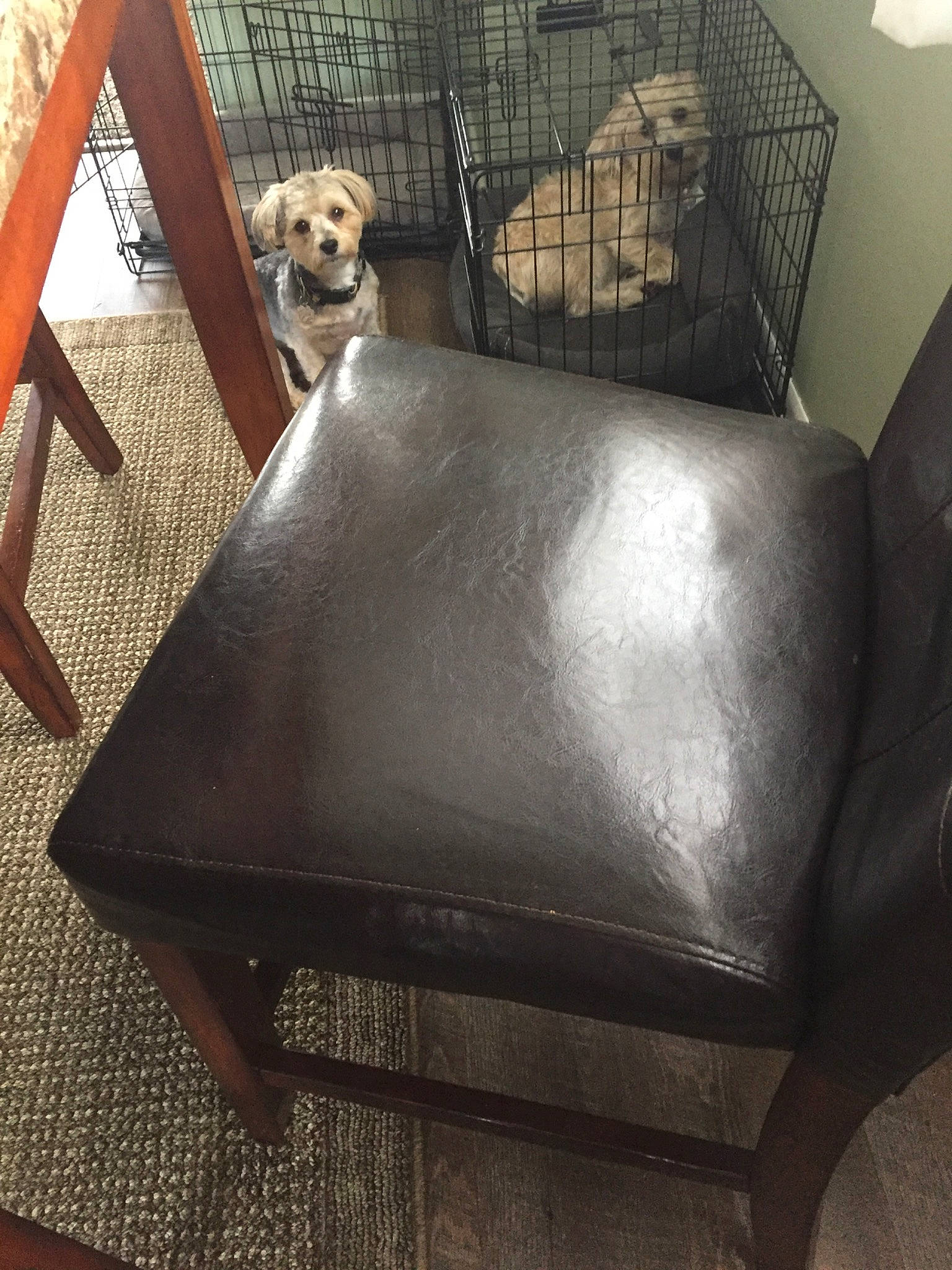 Fynn is registered to the contest to win money with this photo: cage, canidae, chair, couch, dog_breed, dog_supply, furniture, house, interior_design, iron, metal, pet_supply, square, table, wood