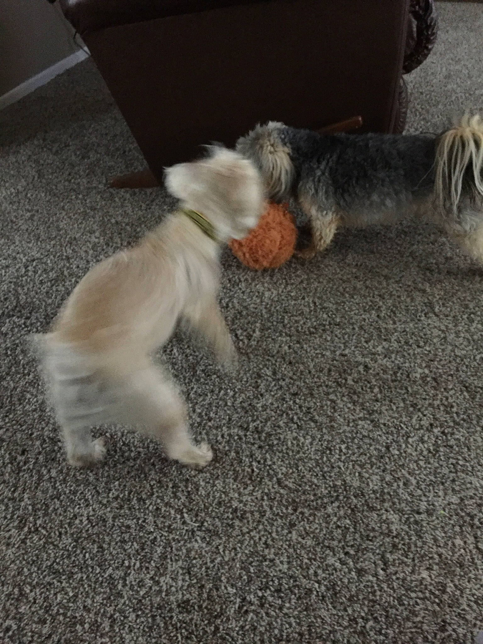 Fynn is registered to the contest to win money with this photo: canidae, carnivore, cat, dog, dog_breed, fawn, glen_of_imaal_terrier, irish_soft_coated_wheaten_terrier, maltese, mammal, miniature_schnauzer, paw, puppy, schnauzer, schnoodle, sporting_group, tail, terrier, vertebrate, west_highland_white_terrier