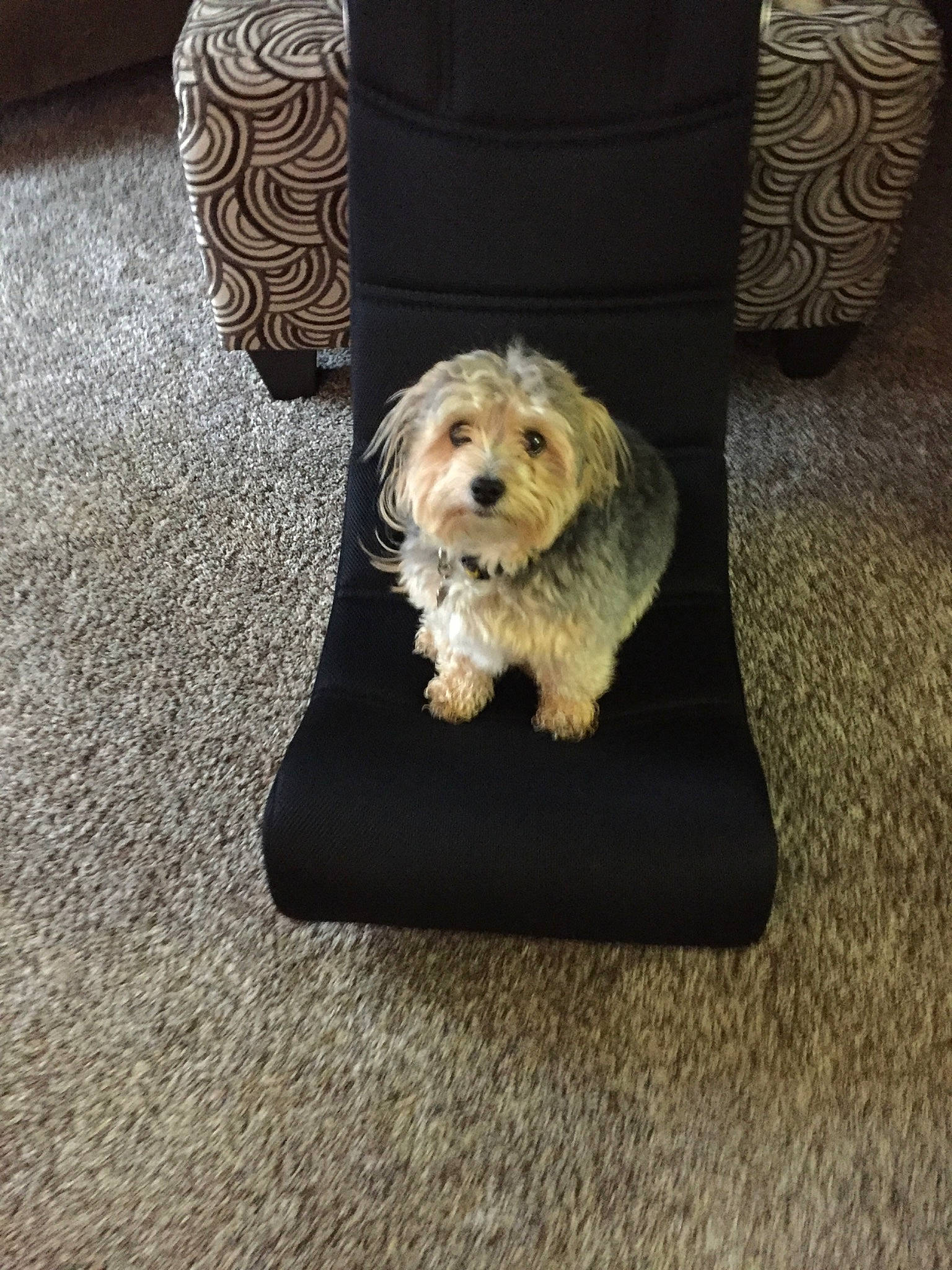 Fynn joined the competition — help win amazing prizes! canidae, carnivore, cavachon, cavapoo, cockapoo, companion_dog, dog, dog_bed, dog_breed, floor, flooring, goldendoodle, havanese, labradoodle, lhasa_apso, morkie, puppy, schnoodle, sporting_group, sporting_lucas_terrier