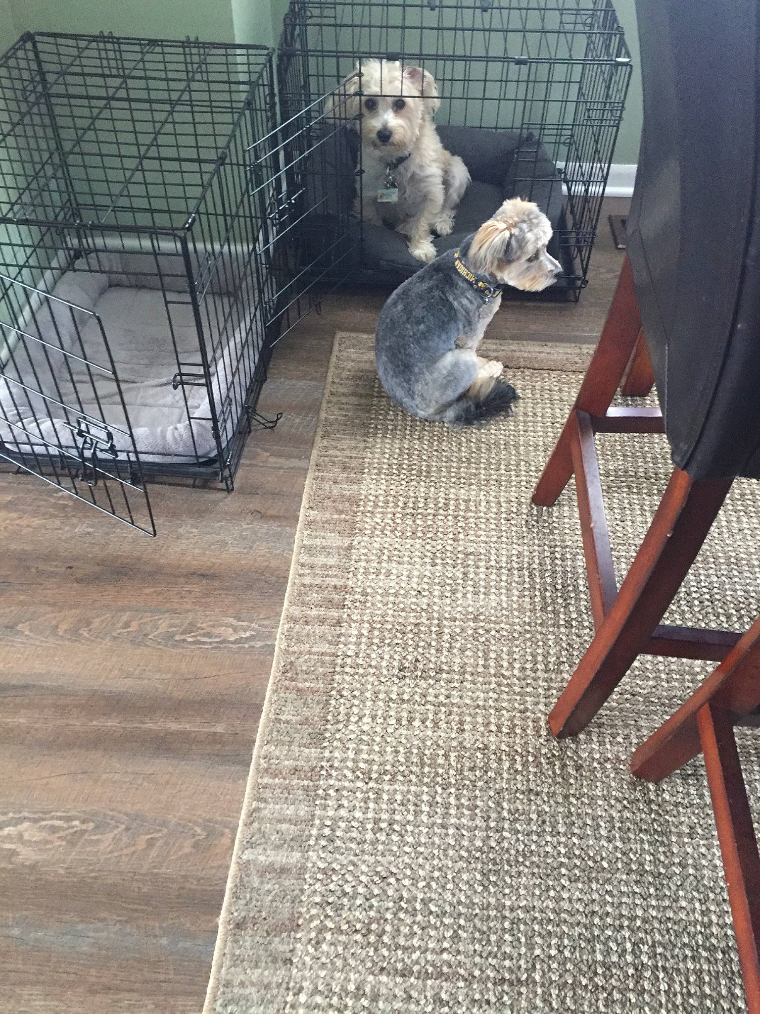 Fynn joined the competition — help win amazing prizes! beige, cage, canidae, carnivore, cat, chair, companion_dog, fawn, floor, flooring, hardwood, interior_design, pet_supply, puppy, tile