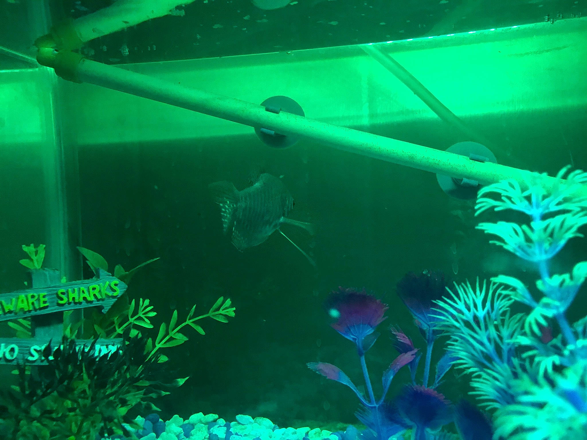 Blue is registered to the contest to win money with this photo: aquarium, aquarium_decor, aquarium_lighting, aquatic_plant, fish, freshwater_aquarium, green, kelp, marine_biology, organism, plant, underwater, water