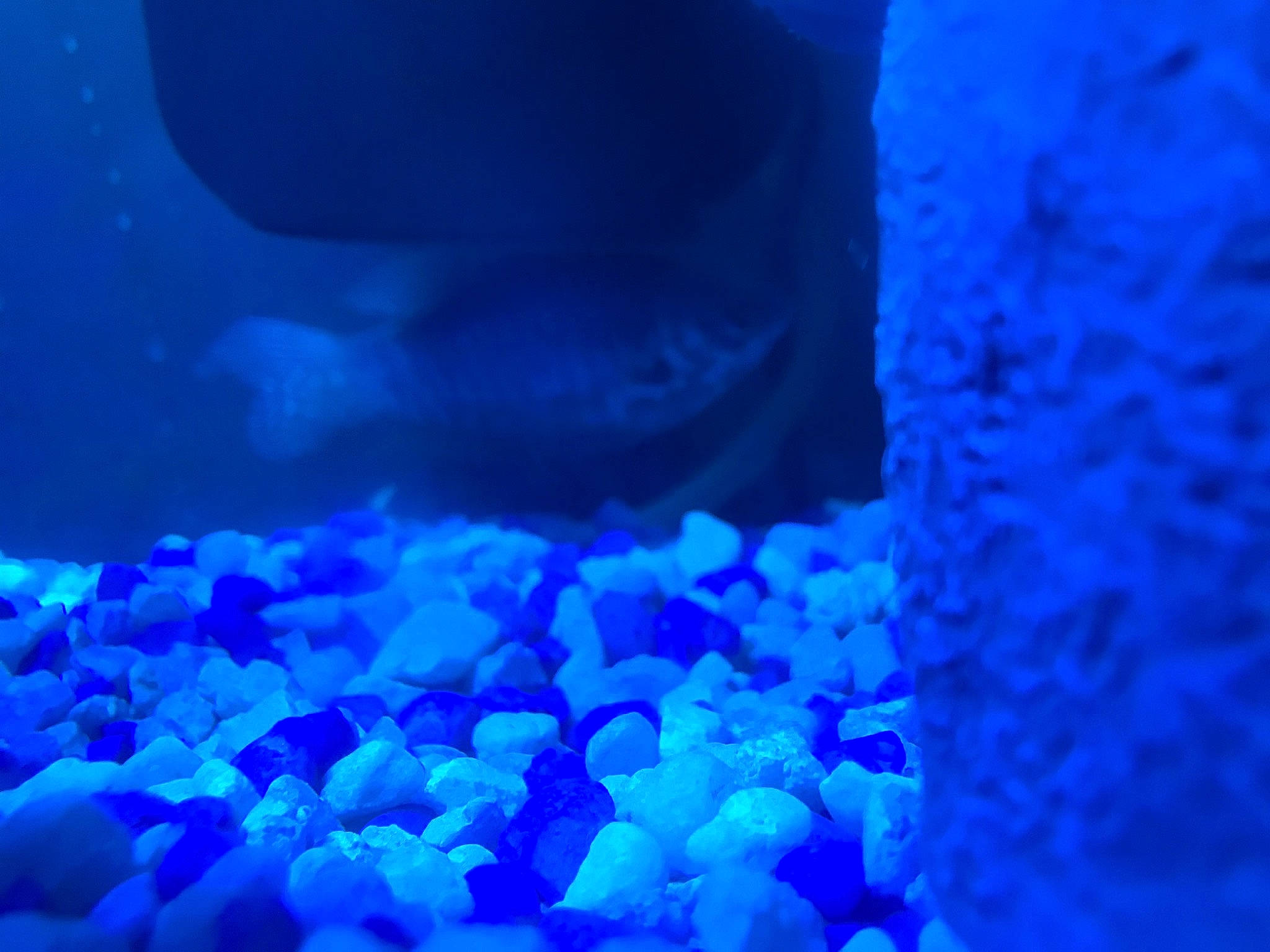 Blue is registered to the contest to win money with this photo: aqua, azure, blue, cobalt_blue, electric_blue, fish, majorelle_blue, marine_biology, organism, reef, transparent_material, underwater, water