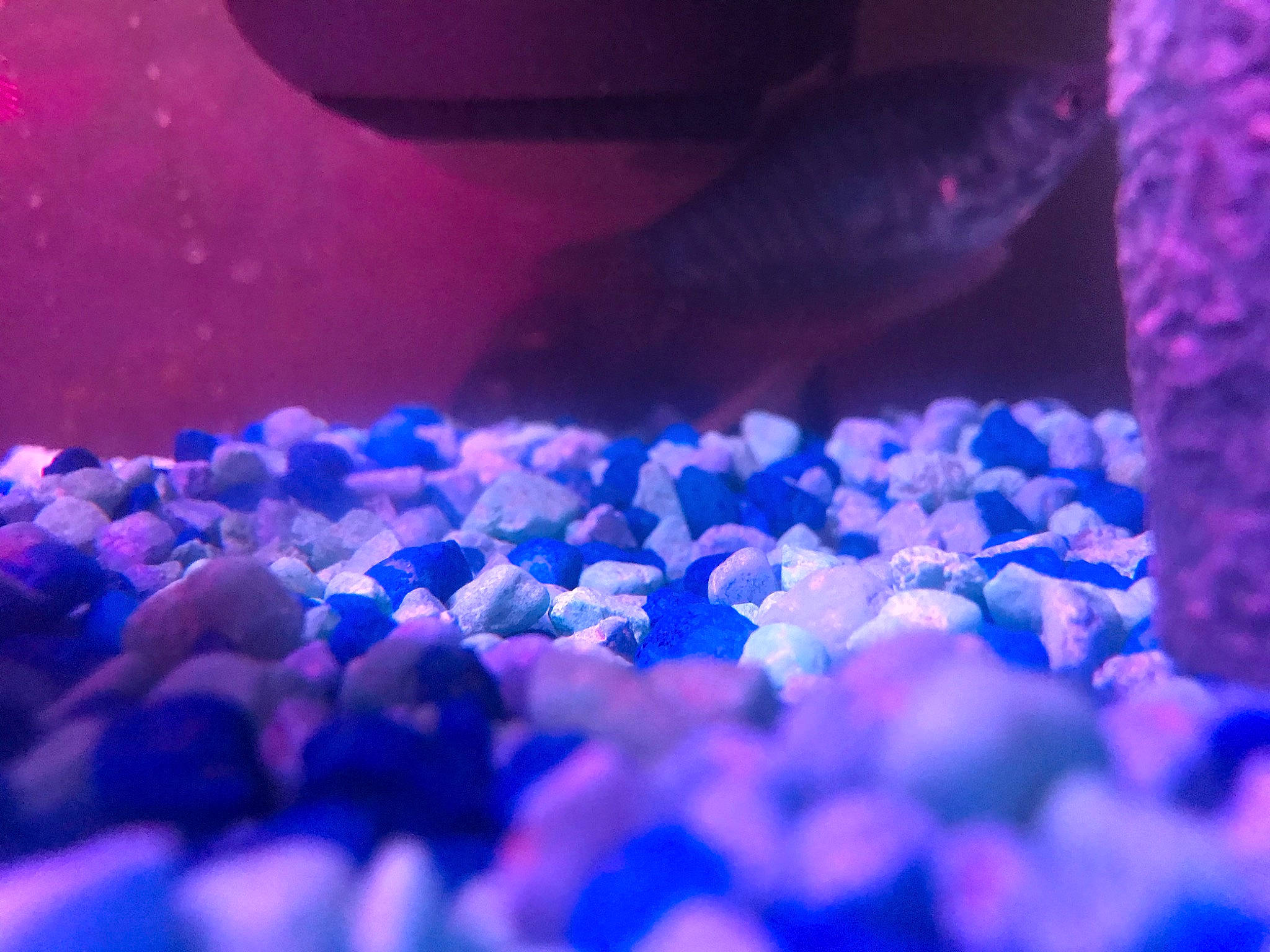 Blue is registered to the contest to win money with this photo: aquarium, blue, cobalt_blue, electric_blue, freshwater_aquarium, lavender, purple, rock, sky, violet