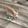 cat, kitten, ginger_cat, orange_cat, feline, pet, animal, standing, looking_up, curious, green_toy, cat_toy, wood_floor, indoor, home, furniture, shoe, portrait, full_body, playful