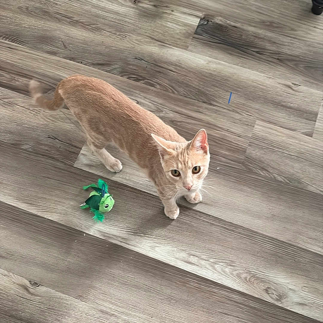 Kittie