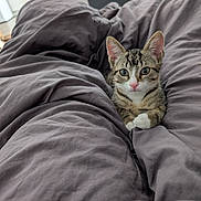Simba a rejoint le concours — aidez-le/la à gagner de superbes lots ! kitten, cat, tabby, pet, animal, cute, bed, blanket, cozy, indoor, fur, whiskers, ears, paws, resting, lying_down, domestic_animal, young, curious, sleepy