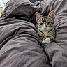 kitten, cat, tabby, pet, animal, cute, bed, blanket, cozy, indoor, fur, whiskers, ears, paws, resting, lying_down, domestic_animal, young, curious, sleepy