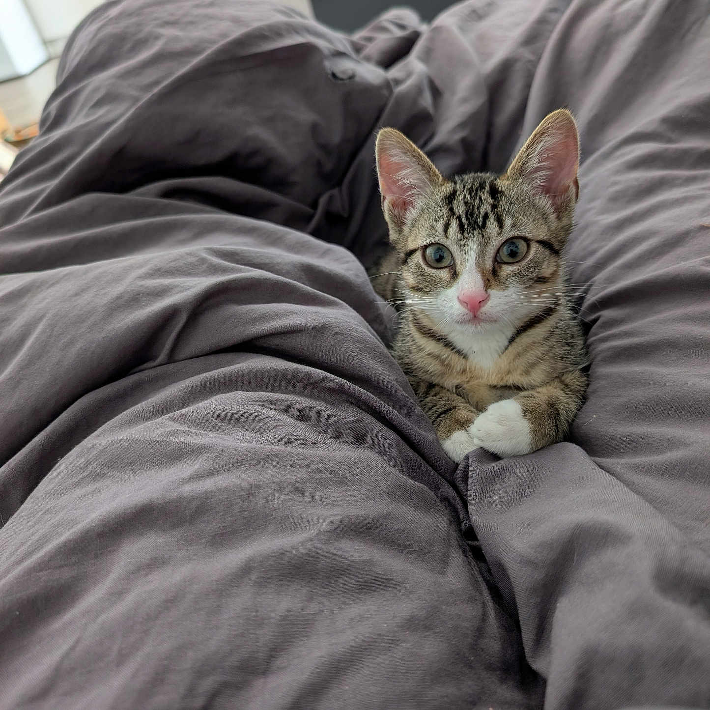 Simba