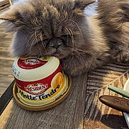 Tigris participe au concours pour gagner de l'argent avec cette photo : aircraft, airplane, animal, bowl, cat, cream, dessert, food, furniture, hardwood, icing, kitten, manx, pet, plywood, saucer, tin, transportation, vehicle, wood