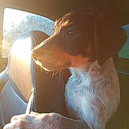 Woody participe au concours pour gagner de l'argent avec cette photo : dog, puppy, car_interior, headrest, sunlight, paw, fur, whiskers, window, golden_hour, portrait, close_up, looking_out, seat, travel, domestic_animal, brown_coat, side_view, silhouette, cozy