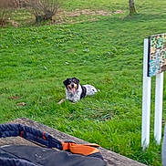 Woody participe au concours pour gagner de l'argent avec cette photo : dog, mixed_breed, grass, field, backpack, picnic_table, wooden_table, tongue_out, happy_dog, resting, park, countryside, tree, shrubs, signpost, mosaic_sign, house, horizon, outdoor, nature