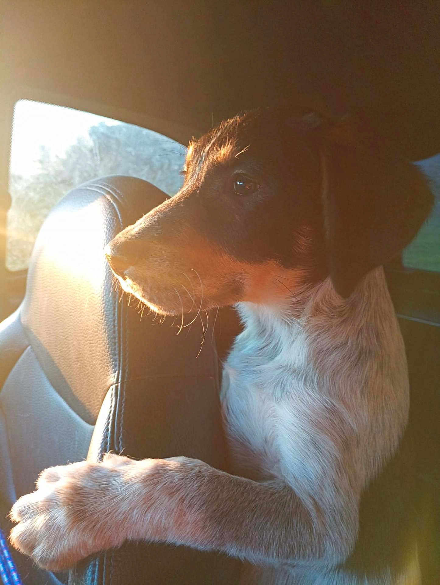 Woody participe au concours pour gagner de l'argent avec cette photo : dog, puppy, car_interior, headrest, sunlight, paw, fur, whiskers, window, golden_hour, portrait, close_up, looking_out, seat, travel, domestic_animal, brown_coat, side_view, silhouette, cozy
