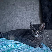 Annabelle joined the competition — help win amazing prizes! cat, gray_tabby, bed, leaf_pattern, sheet, feline, pet, indoor, resting, curious_eyes, whiskers, paws, headboard, pillow, fabric, striped, animal, domestic_cat, cute, relaxed
