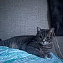 cat, gray_tabby, bed, leaf_pattern, sheet, feline, pet, indoor, resting, curious_eyes, whiskers, paws, headboard, pillow, fabric, striped, animal, domestic_cat, cute, relaxed