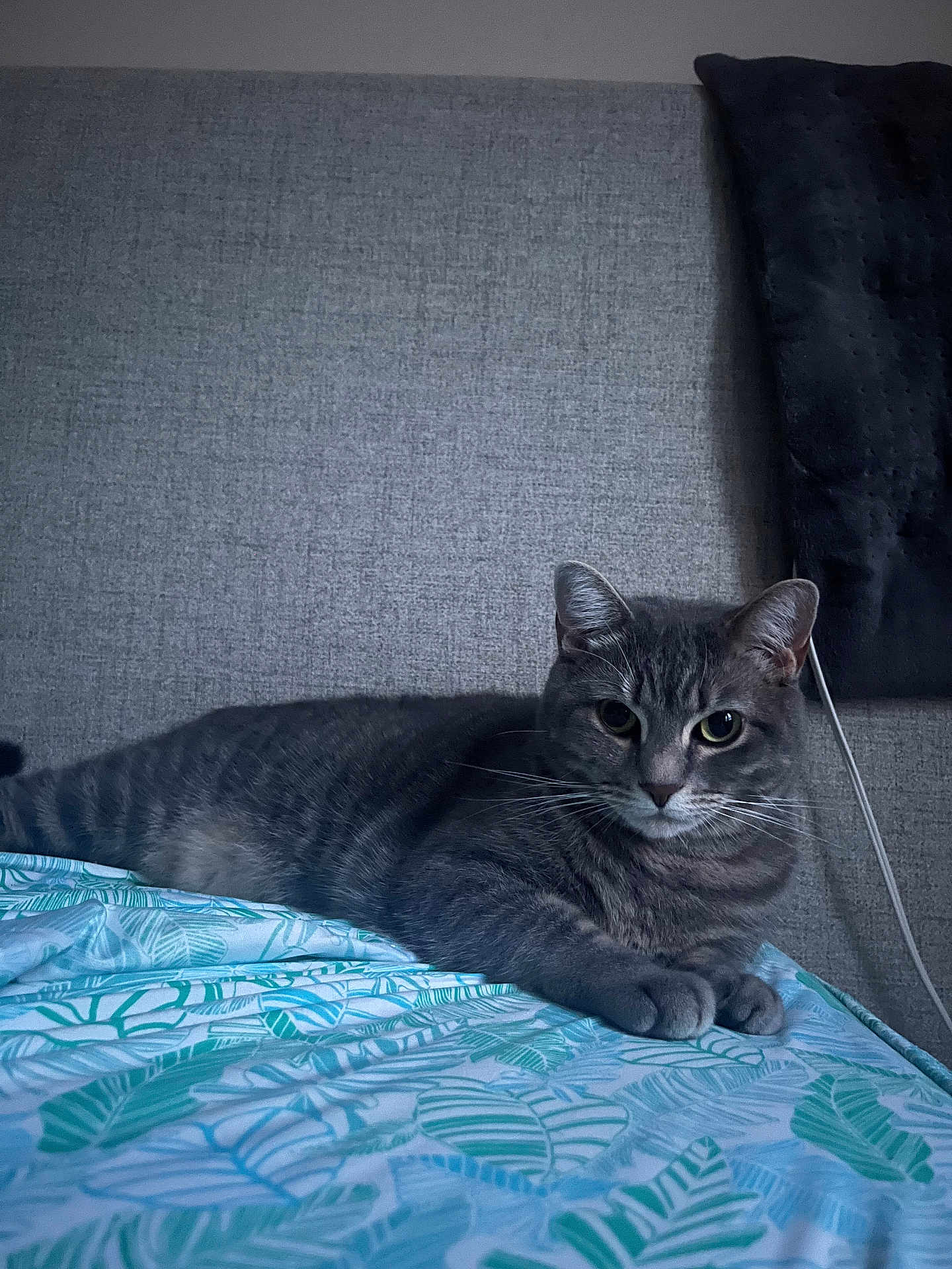 Annabelle joined the competition — help win amazing prizes! cat, gray_tabby, bed, leaf_pattern, sheet, feline, pet, indoor, resting, curious_eyes, whiskers, paws, headboard, pillow, fabric, striped, animal, domestic_cat, cute, relaxed
